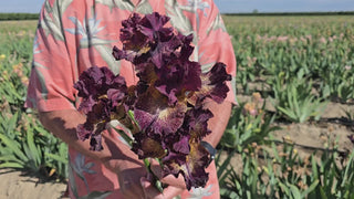 German Iris Light Speed Travel
