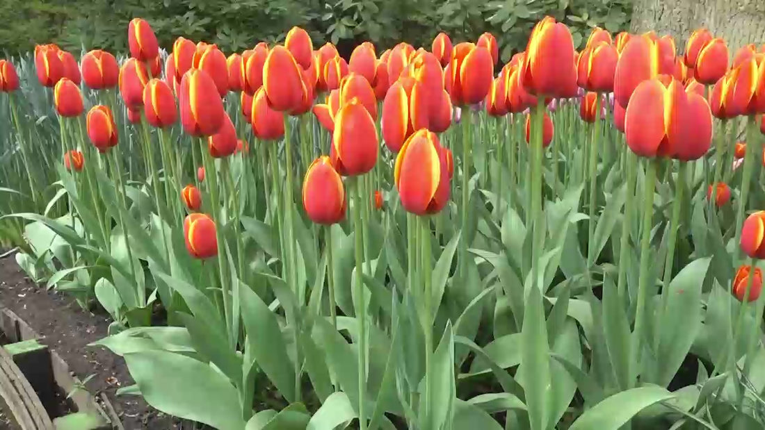 Darwin Hybrid Tulip World Peace for Sale | K. van Bourgondien