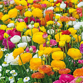 100 pcs fleurs Ranunculus renoncule persian Pour Maison & Jardin Plantes Bricolage Persian Buttercup semences Livraison gratuite bulbes de fleurs