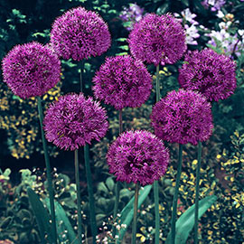 Humphreys Garden Allium Purple Sensation x 5 Bulbs Size 10/12
