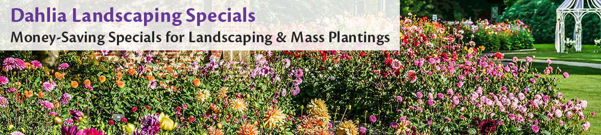Dahlia Landscaping Specials