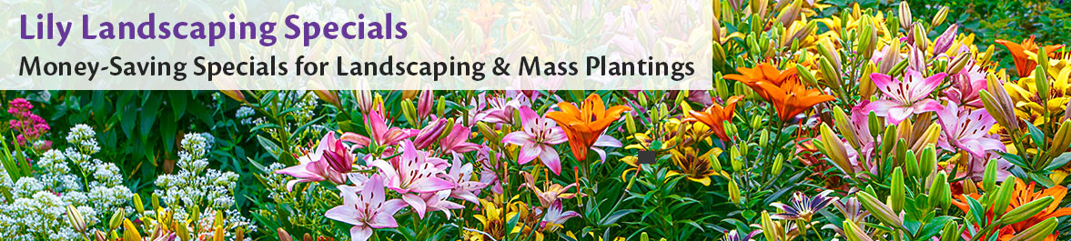Lily Landscaping Specials