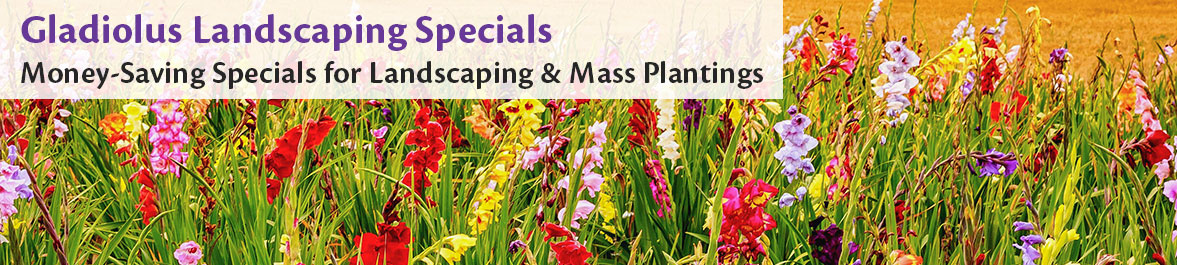 Gladiolus Landscaping Specials