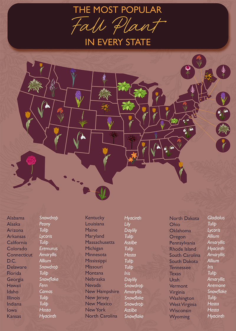 A map graphic of the most popular fall plant in every state