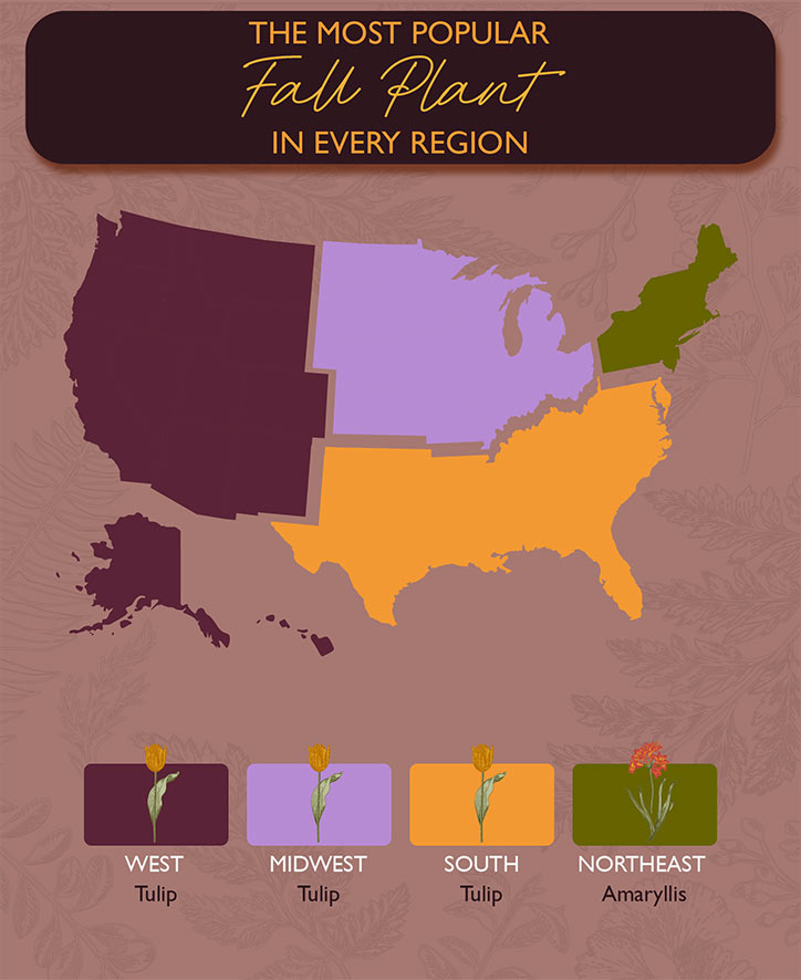 A map graphic of the most popular fall plant in the four USA regions