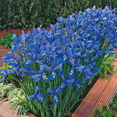 Sea of Blue Iris