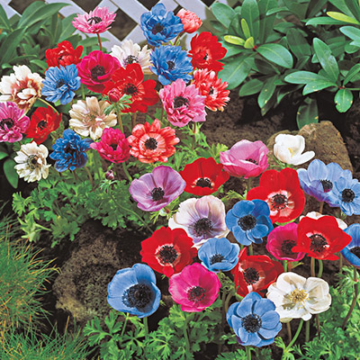 Bulbs to Plant in Spring - Flower Bulbs for Summer Blooms