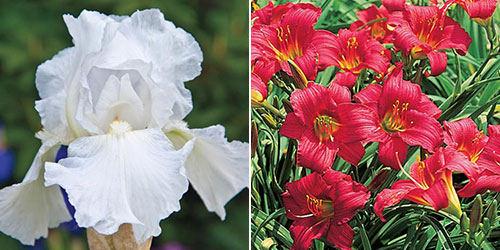 Growing Irises and Daylilies blog 3