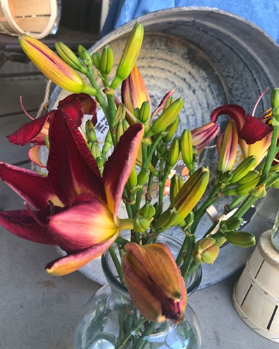 Irises and Daylilies blog 2