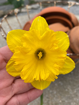 Daffodil Season blog