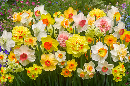 Spring Bonanza Daffodil Mixture