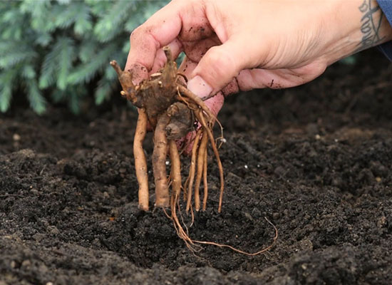 How to Grow Peonies: Planting & Care Guide | K. van Bourgondien