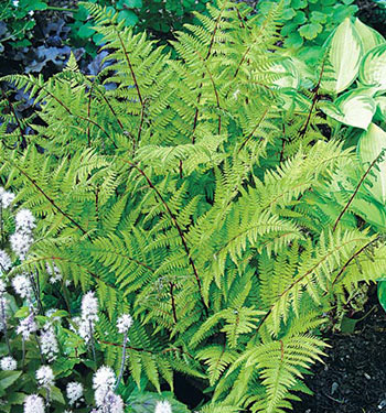 Ferns with Hosta in the Background