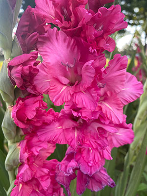 Gladiolus in Garden 4