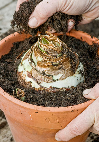 Amaryllis bulb into a pot