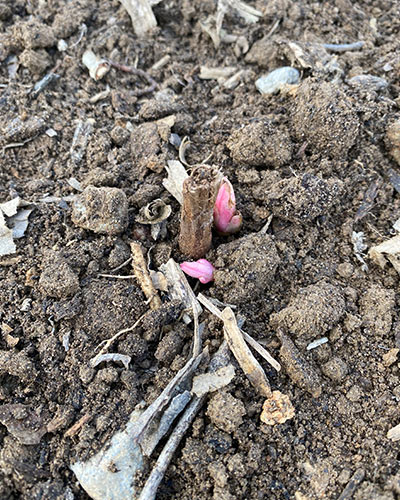 Planting Peonies in Fall - Post 4