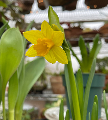 Meta Description: Set yourself apart from other flower farmers by forcing spring-blooming bulbs and offering them to your customers for winter holidays such as Valentine's Day blog 1
